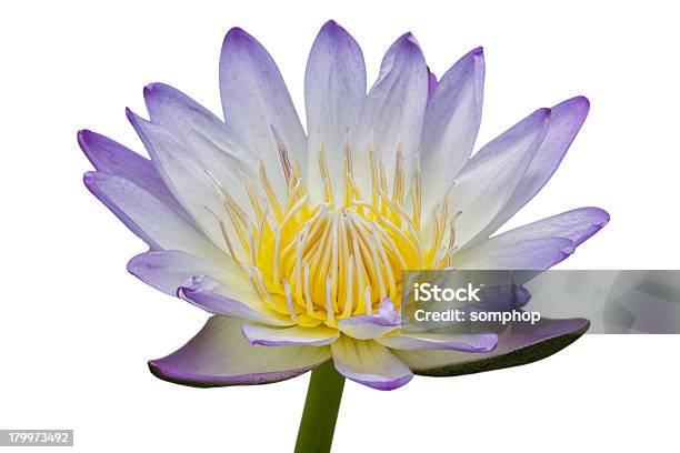 White And Purple Lotus Isolated Flower Stock Photo - Download Image Now - Asia, Blue, Cambodia