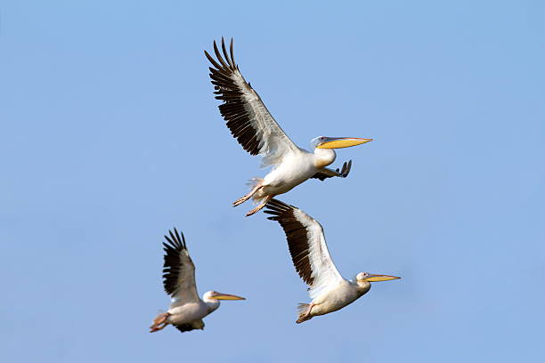 istock flock of pelicans flying 179973526