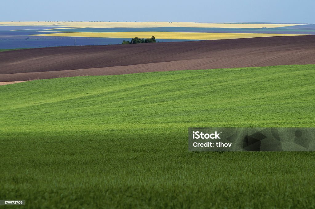 landscape agricultural Spring landscape. Green wheat field.Spring landscape. Green wheat field. Agriculture Stock Photo