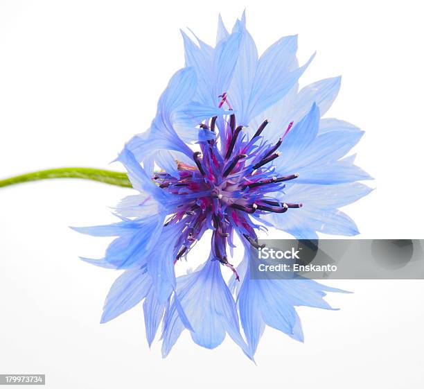 Cornflowers Auf Weißem Hintergrund Stockfoto und mehr Bilder von Baumblüte - Baumblüte, Blatt - Pflanzenbestandteile, Blau
