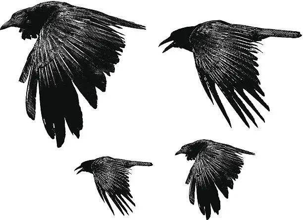 Vector illustration of Ravens