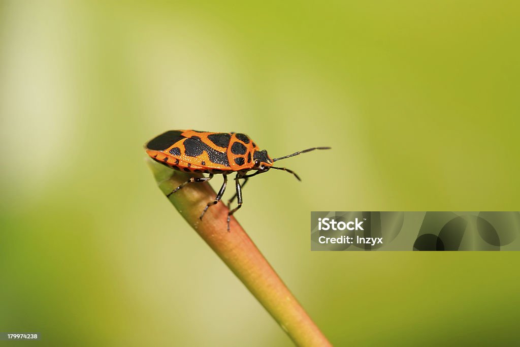 bug di puzza - Foto stock royalty-free di Agricoltura