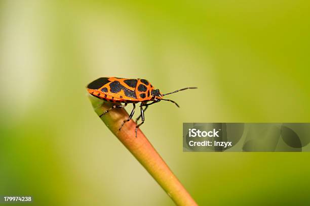 Bug Di Puzza - Fotografie stock e altre immagini di Agricoltura - Agricoltura, Ambientazione esterna, Ambiente