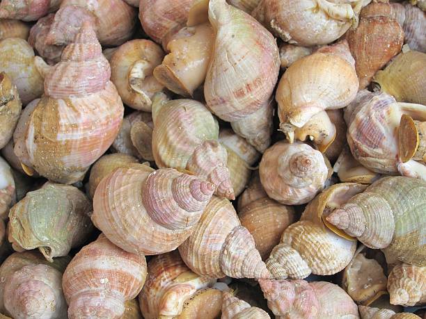 istock Fresh whelks on sale in  market 179974594