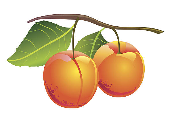 Apricots vector art illustration