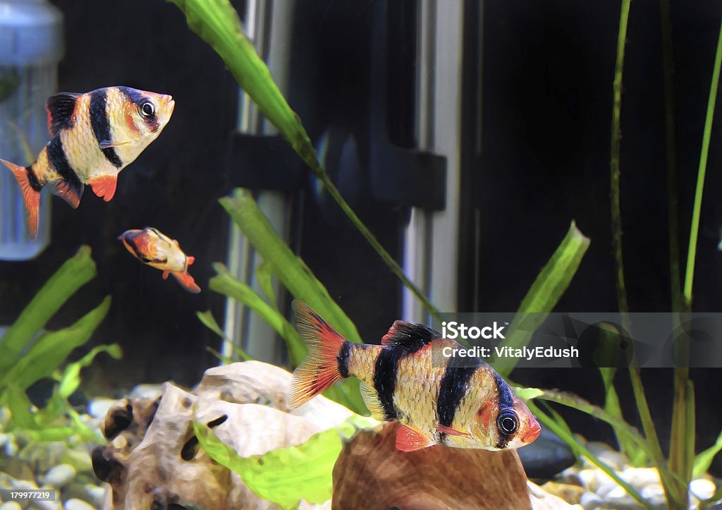 Shoal von aquarium Fisch-Barbus. (Barbus pentazona) - Lizenzfrei Afrika Stock-Foto