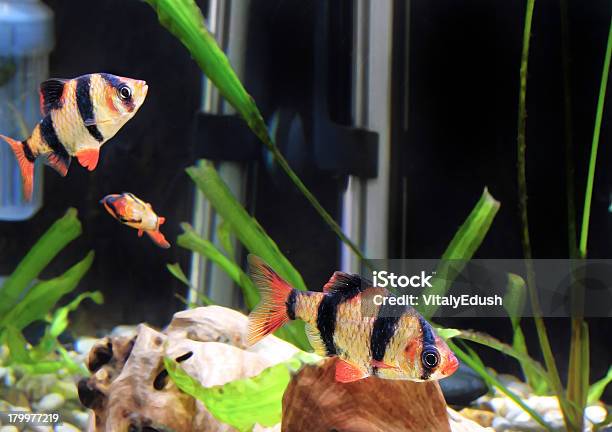 Shoal Von Aquarium Fischbarbus Stockfoto und mehr Bilder von Afrika