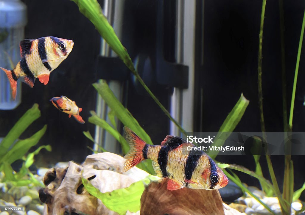 Rewa z akwarium ryby-Barbus. (Barbus pentazona) - Zbiór zdjęć royalty-free (Afryka)