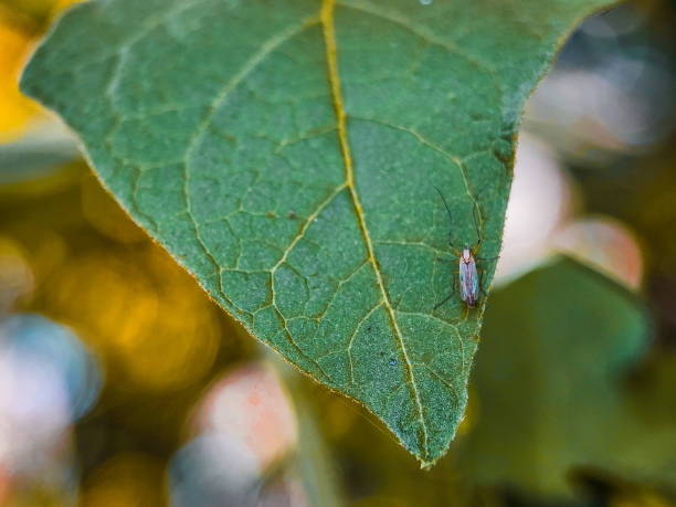 istock insects in forest macro photography 1799772905