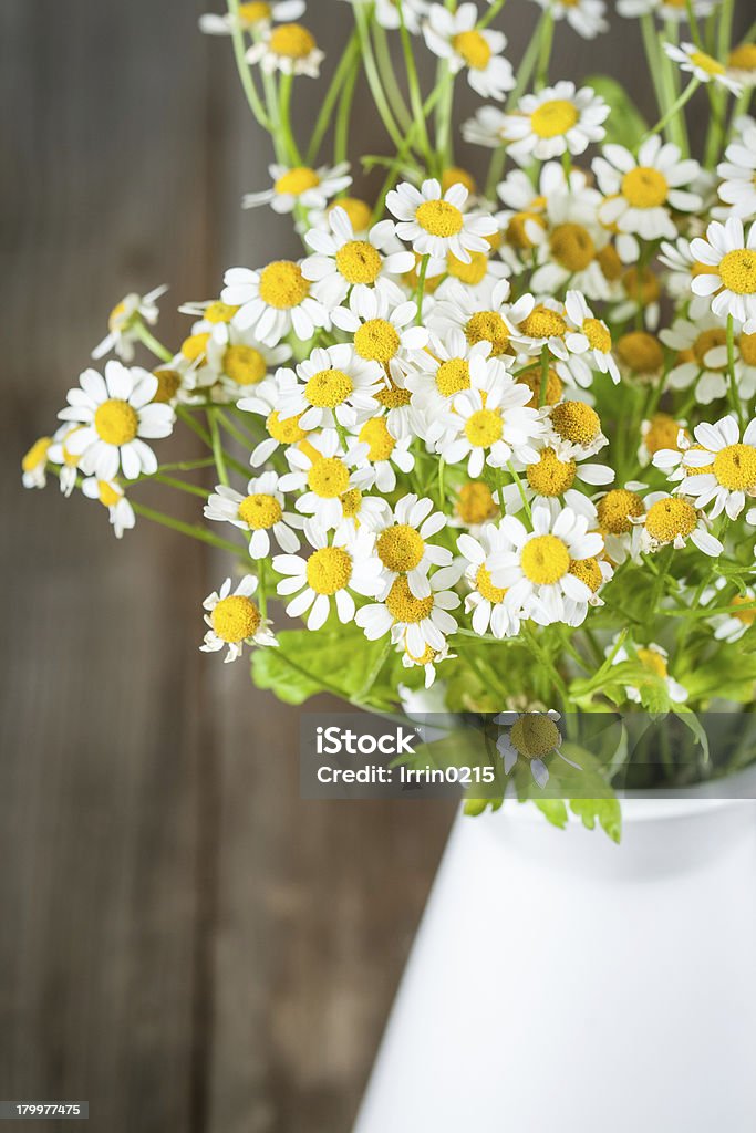 Strauß Gänseblümchen.  Pyrethrum - Lizenzfrei Gänseblümchen - Gattung Stock-Foto