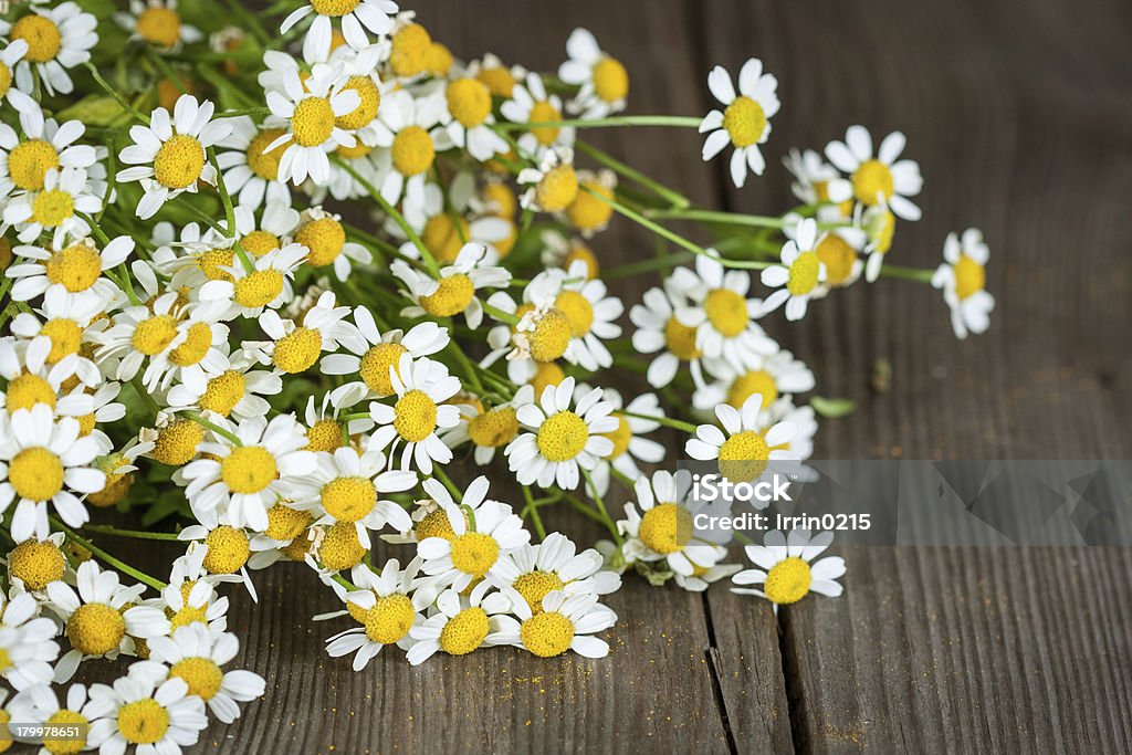 Ramo de daisies.  Pyrethrum - Foto de stock de Pyrethrum libre de derechos