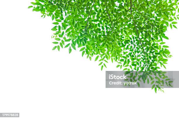 Foto de Folhas Verdes E Galhos e mais fotos de stock de Botânica - Assunto - Botânica - Assunto, Crescimento, Dia