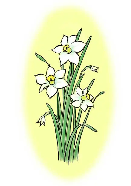 Vector illustration of Illustration of daffodils with yellow background