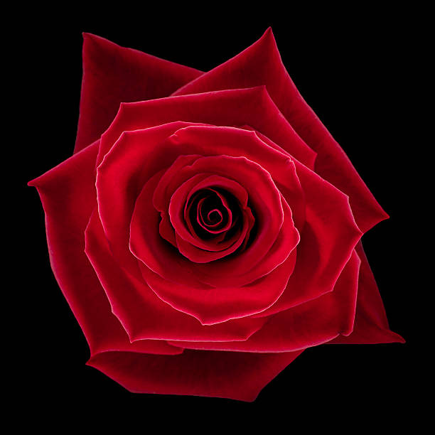 Over head shot of red rose on black background  stock photo