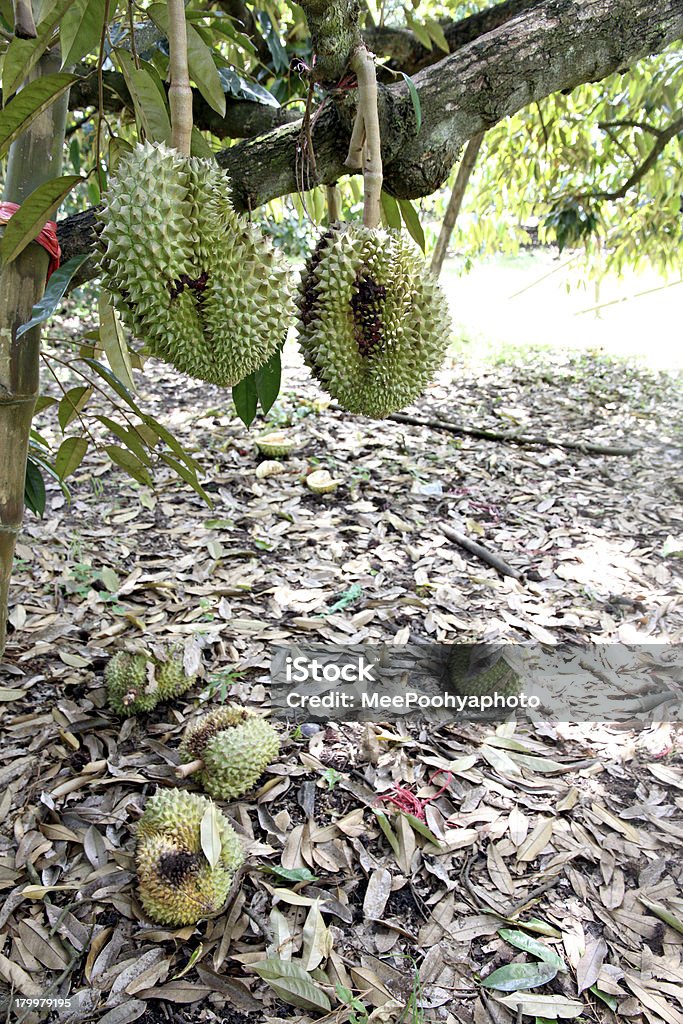 Durian (Rościan) na drzewo jest stracone. - Zbiór zdjęć royalty-free (Cierń)