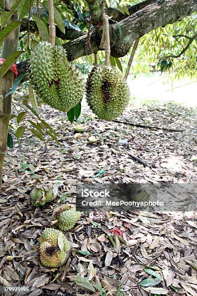 Durian Na Drzewo Jest Stracone - zdjęcia stockowe i więcej obrazów Cierń - Cierń, Dojrzały, Durian