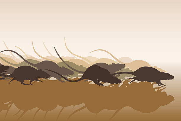 rat гонка - rat race stock illustrations