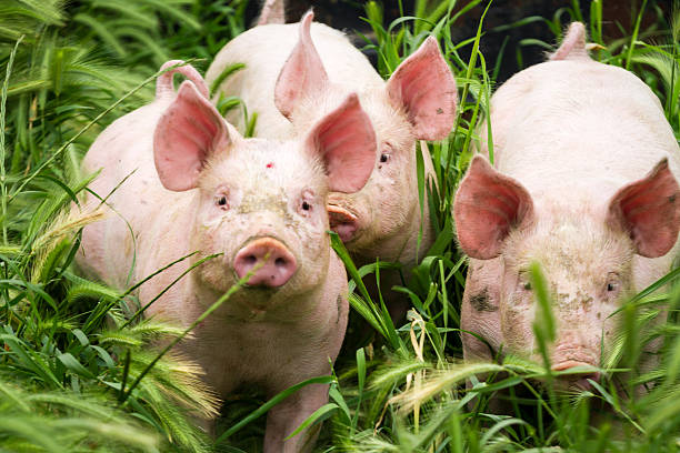 istock Little three pigs on the field in summer 179979660