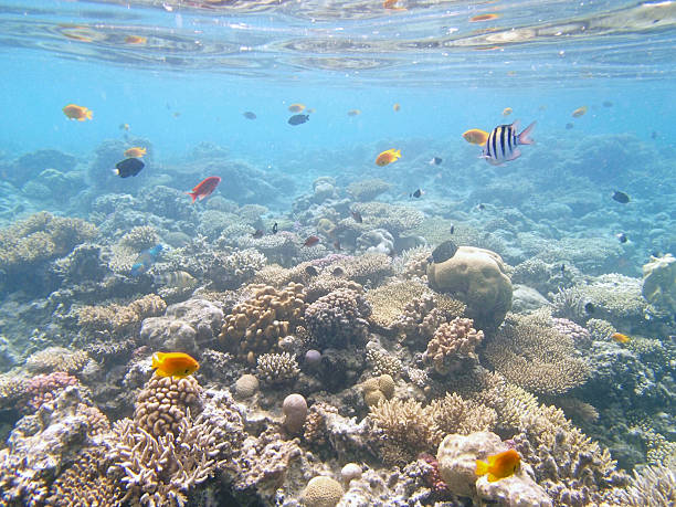 istock snorkeling in the red sea 179979872