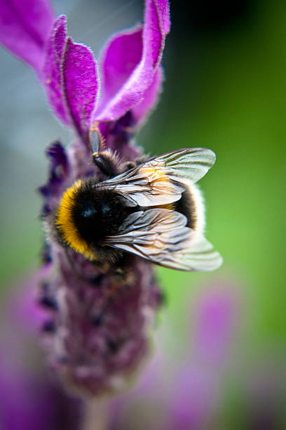 Bumble Bee on Lavender stock photo