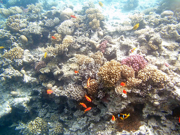 istock snorkeling in the red sea 179980201