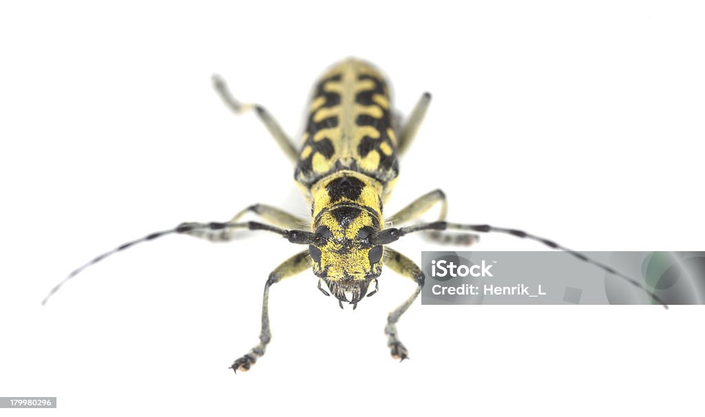 Leiter-markierten long horn Käfer, Saperda scalaris isoliert auf weißem Hintergrund - Lizenzfrei Bockkäfer Stock-Foto