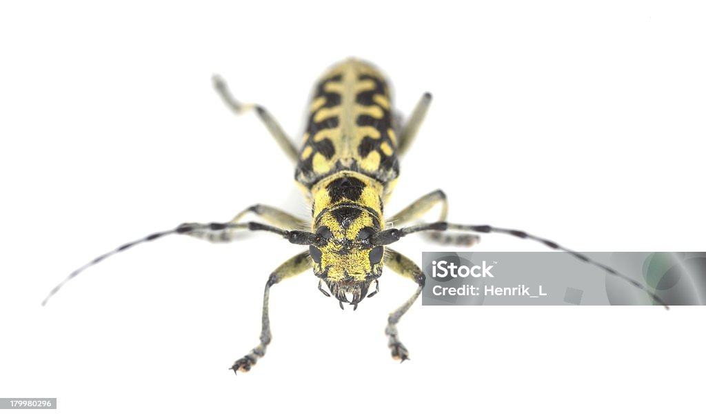 Drabina-oznaczone long horn beetle, Saperda scalaris na białym tle - Zbiór zdjęć royalty-free (Bez ludzi)