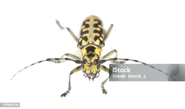 Drabinaoznaczone Long Horn Beetle Saperda Scalaris Na Białym Tle - zdjęcia stockowe i więcej obrazów Bez ludzi