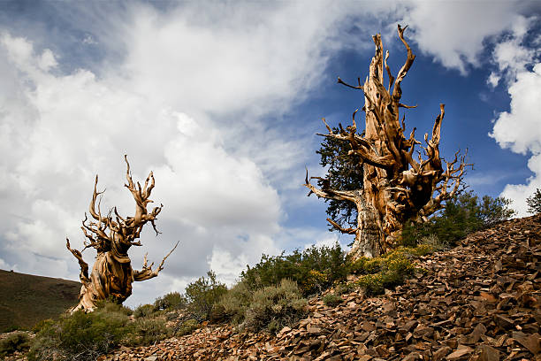 zwei alte bristlecone pine trees - bristlecone pine pine tree tree forest stock-fotos und bilder