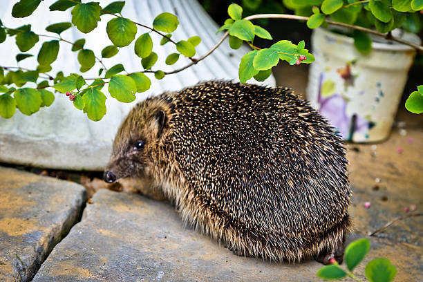 Hedgehog stock photo