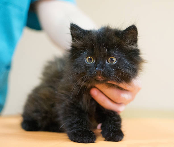 istock Small black kitten with yellow eyes 179981661