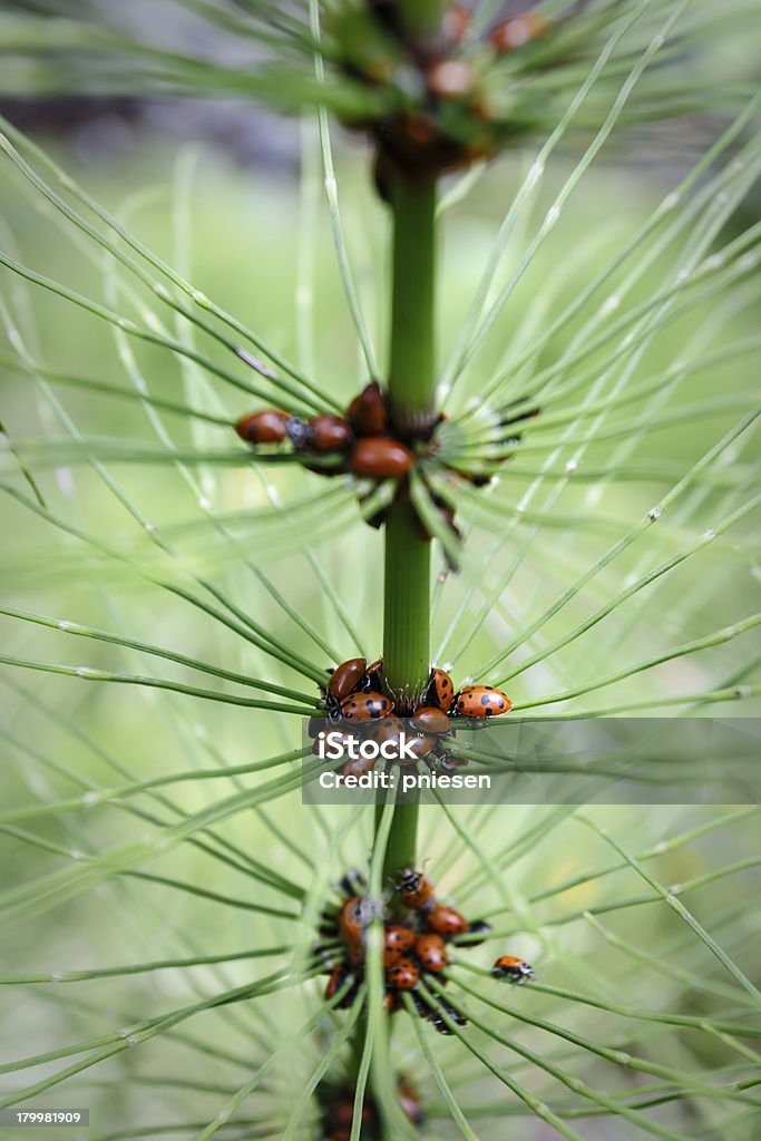 pine tree wynikać z ladybugs położony - Zbiór zdjęć royalty-free (Ameryka Północna)