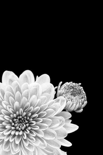 istock Chrysanthemum flower on black 179982041