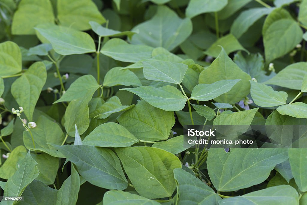 Close-up of Organic Зеленой фасоли на Vine - Стоковые фото Без людей роялти-фри