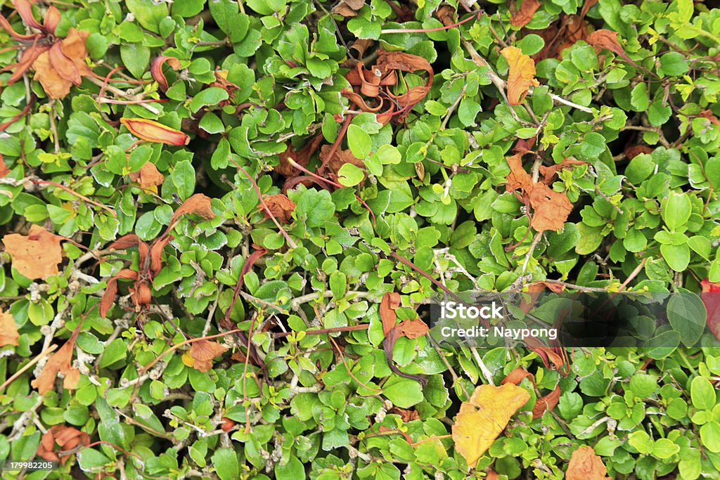 Sfondo di foglia verde e rosso - Foto stock royalty-free di Albero