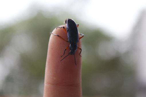 Insects walk on people's hands