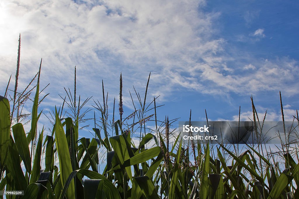 Gambo di mais top sotto un cielo blu con nuvole - Foto stock royalty-free di A bioccoli