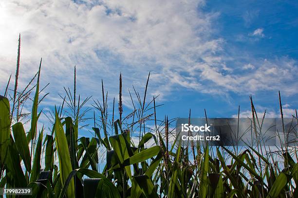 Gambo Di Mais Top Sotto Un Cielo Blu Con Nuvole - Fotografie stock e altre immagini di A bioccoli - A bioccoli, Agricoltura, Ambientazione esterna