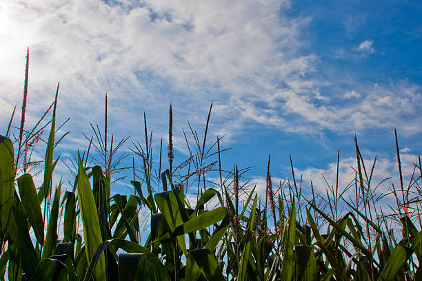 Corn stalk tops below a blue sky with clouds stock photo