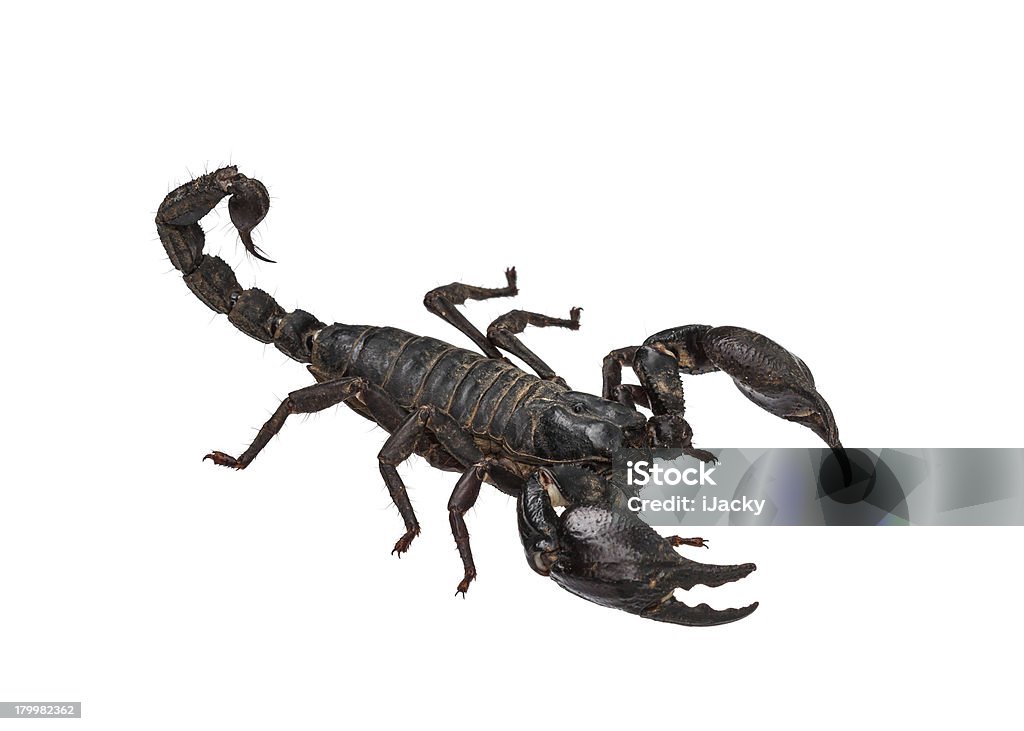 Asian giant forest Skorpion (Heterometrus laoticus) - Lizenzfrei Aggression Stock-Foto