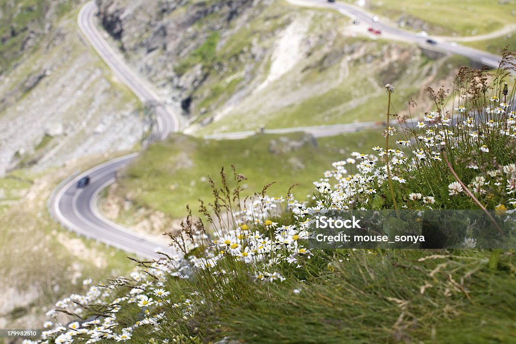 Ruta de montaña con camomiles plano - Foto de stock de Flor libre de derechos
