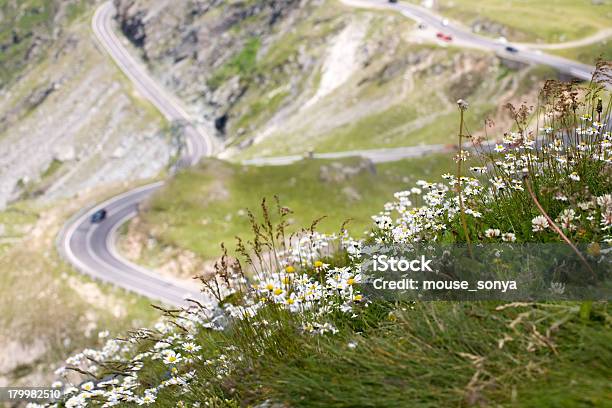 Mountain Road に Camomiles 前景 - 山間道路のストックフォトや画像を多数ご用意 - 山間道路, 花, アスファルト