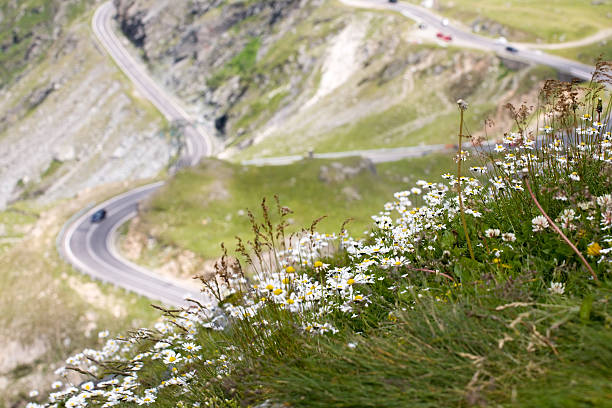 mountain road com camomiles primeiro plano - asphalt curve corner road - fotografias e filmes do acervo