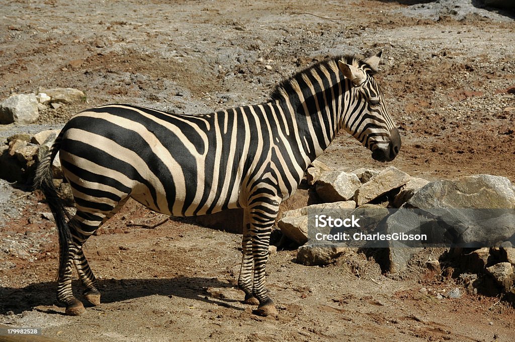 Zebra Burchella, (Equus Burchellii) - Zbiór zdjęć royalty-free (Afryka)