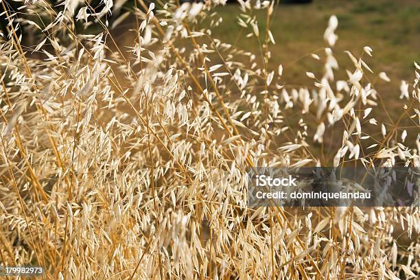 Zerealien Raw Hintergrund Stockfoto und mehr Bilder von Agrarbetrieb - Agrarbetrieb, Bildhintergrund, Blume
