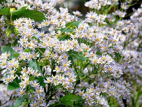 Zion flower, medicinal plant