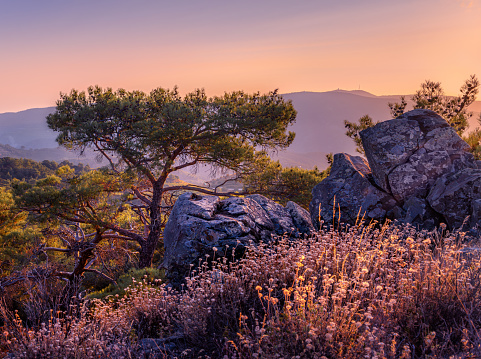 A lonely pine tree in the mountains at sunset, Madari, Cyprus. Horizontal photo