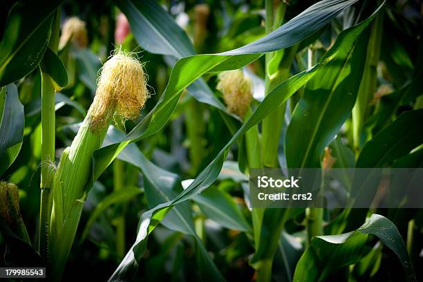 One Corn Stack Single Corn On Stalk With Silkhorizontal Stock Photo - Download Image ...