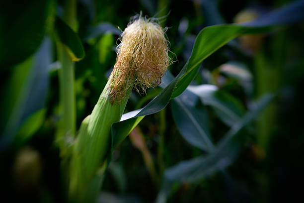 Close-up of single corn on stalk with silk-horizontal stock photo