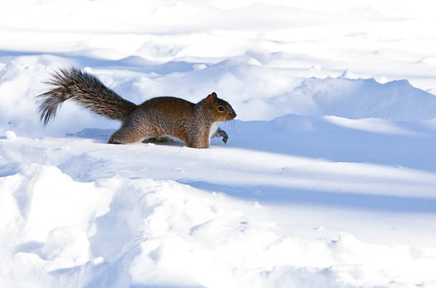 istock Squirrel in Center Park New York at winter time 179986273